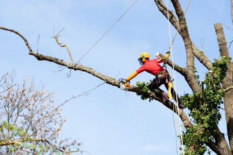 Image of tree removal specialist